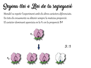 Mendel va repetir l'experiment amb els altres caràcters diferenciats.
En tots els creuaments va obtenir sempre la mateixa proporció.
El caràcter dominant apareixia en la F2 en la proporció 3:1
3 : 1
Segona llei o Llei de la segregacióSegona llei o Llei de la segregació
 