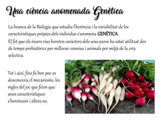 La branca de la Biologia que estudia l'herència i la variabilitat de les
característiques pròpies dels individus s'anomena GENÈTICA.
El fet que els éssers vius hereten caràcters dels seus pares ha estat utilitzat des
de temps prehistòrics per millorar conreus i animals per mitjà de la cria
selectiva.
Una ciència anomenada GenèticaUna ciència anomenada Genètica
Tot i així, fins fa ben poc es
desconeixia el mecanisme, les
regles del joc que feien que
unes característiques
s'heretessin i altres no.
 