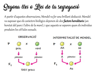A partir d'aquestes observacions, Mendel va fer una brillant deducció. Mendel
va suposar que els caràcters biològics depenen de dos factors hereditaris (un
heretat del pare i l'altre de la mare), i que aquests se separen quan els individus
produïen les cèl·lules sexuals.
Segona llei o Llei de la segregacióSegona llei o Llei de la segregació
 