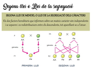 SEGONA LLEI DE MENDEL O LLEI DE LA SEGREGACIÓ DELS CÀRACTERS
Els dos factors hereditaris que informen sobre un mateix caràcter són independents
i se separen i es redistribueixen entre els descendents, tot aparellant-se a l’atzar.
Segona llei o Llei de la segregacióSegona llei o Llei de la segregació
 