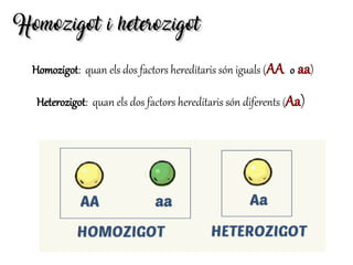 Homozigot i heterozigotHomozigot i heterozigot
Homozigot: quan els dos factors hereditaris són iguals (AA o aa)
Heterozigot: quan els dos factors hereditaris són diferents (Aa)
 