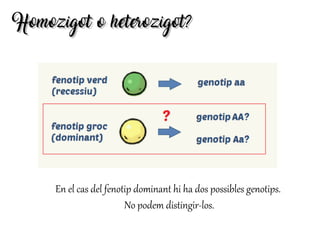 Homozigot o heterozigot?Homozigot o heterozigot?
En el cas del fenotip dominant hi ha dos possibles genotips.
No podem distingir-los.
 