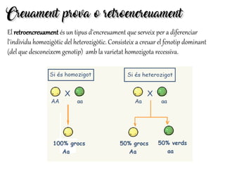Creuament prova o retroencreuamentCreuament prova o retroencreuament
El retroencreuament és un tipus d'encreuament que serveix per a diferenciar
l'individu homozigòtic del heterozigòtic. Consisteix a creuar el fenotip dominant
(del que desconeixem genotip) amb la varietat homozigota recessiva.
 