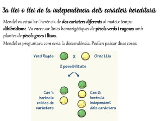 3a llei o llei de la independència dels caràcters hereditaris3a llei o llei de la independència dels caràcters hereditaris
Mendel va estudiar l'herència de dos caràcters diferents al mateix temps:
dihibridisme. Va encreuar línies homozigòtiques de pèsols verds i rugosos amb
plantes de pèsols grocs i llisos.
Mendel es preguntava com seria la descendència. Podien passar dues coses:
 