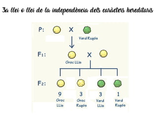 3a llei o llei de la independència dels caràcters hereditaris3a llei o llei de la independència dels caràcters hereditaris
 