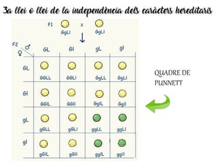 3a llei o llei de la independència dels caràcters hereditaris3a llei o llei de la independència dels caràcters hereditaris
QUADRE DE
PUNNETT
 
