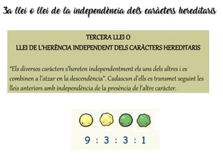 3a llei o llei de la independència dels caràcters hereditaris3a llei o llei de la independència dels caràcters hereditaris
TERCERA LLEI O
LLEI DE L'HERÈNCIA INDEPENDENT DELS CARÀCTERS HEREDITARIS
“Els diversos caràcters s’hereten independentment els uns dels altres i es
combinen a l’atzar en la descendència”. Cadascun d'ells es transmet seguint les
lleis anteriors amb independència de la presència de l'altre caràcter.
 