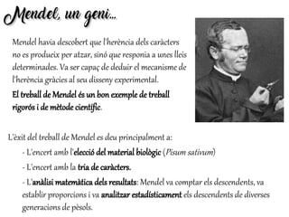Mendel, un geni...Mendel, un geni...
Mendel havia descobert que l'herència dels caràcters
no es produeix per atzar, sinó que responia a unes lleis
determinades. Va ser capaç de deduir el mecanisme de
l'herència gràcies al seu disseny experimental.
El treball de Mendel és un bon exemple de treball
rigorós i de mètode científic.
L'èxit del treball de Mendel es deu principalment a:
- L'encert amb l'elecció del material biològic (Pisum sativum)
- L'encert amb la tria de caràcters.
- L'anàlisi matemàtica dels resultats: Mendel va comptar els descendents, va
establir proporcions i va analitzar estadísticament els descendents de diverses
generacions de pèsols.
 