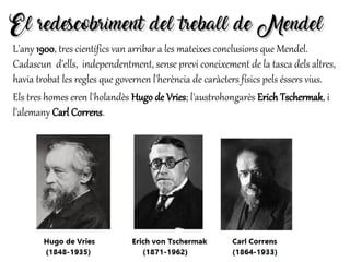 El redescobriment del treball de MendelEl redescobriment del treball de Mendel
L'any 1900, tres científics van arribar a les mateixes conclusions que Mendel.
Cadascun d'ells, independentment, sense previ coneixement de la tasca dels altres,
havia trobat les regles que governen l'herència de caràcters físics pels éssers vius.
Els tres homes eren l'holandès Hugo de Vries; l'austrohongarès Erich Tschermak, i
l'alemany Carl Correns.
 