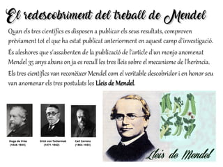 El redescobriment del treball de MendelEl redescobriment del treball de Mendel
Quan els tres científics es disposen a publicar els seus resultats, comproven
prèviament tot el que ha estat publicat anteriorment en aquest camp d'investigació.
És aleshores que s'assabenten de la publicació de l'article d'un monjo anomenat
Mendel 35 anys abans on ja es recull les tres lleis sobre el mecanisme de l'herència.
Els tres científics van reconèixer Mendel com el veritable descobridor i en honor seu
van anomenar els tres postulats les Lleis de Mendel.
 