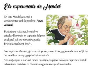Els experiments de MendelEls experiments de Mendel
En 1856 Mendel començà a
experimentar amb la pesolera (Pisum
sativum)
Fent experiments amb 34 classes de pèsols, va realitzar 355 fecundacions artificials
i va analitzar uns 19.959 pèsols descendents.
Així, mitjançant un acurat estudi estadístic, va poder demostrar que l'aparició de
determinats caràcters en l'herència segueix unes pautes concretes.
Durant uns vuit anys, Mendel va
estudiar l’herència en la planta del pèsol
en el jardí del seu monestir agustí a
Brünn (actualment Brno) .
 