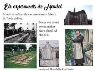 Els experiments de MendelEls experiments de Mendel
escultura de Mendel al jardí de l'abadia
Mendel va realitzar els seus experiments a l'abadia
St. Tomàs de Brno.
Durant més de vuit
anys va cultivar
pèsols al jardí del
monestir.
 