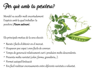 Per què amb la pesolera?Per què amb la pesolera?
Mendel va escollir molt encertadament
l’espècie amb la qual treballar: la
pesolera (Pisum sativum).
Els principals motius de la seva elecció:
✔
Barats i fàcils d'obtenir en el mercat.
✔
Ocupaven poc espai i eren fàcils de conrear.
✔
Temps de generació relativament curt i produïen molts descendents.
✔
Presenta molta varietat (color, forma, grandària,..).
✔
Permet autopol·linització
✔
Era fàcil realitzar encreuaments entre diferents varietats a voluntat.
 