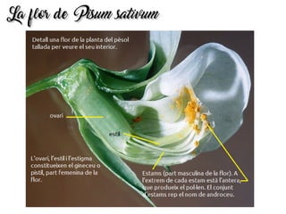 La flor deLa flor de Pisum sativumPisum sativum
 