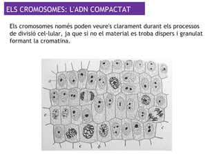 ELS CROMOSOMES: L'ADN COMPACTAT
Els cromosomes només poden veure's clarament durant els processos
de divisió cel·lular, ja que si no el material es troba dispers i granulat
formant la cromatina.
 