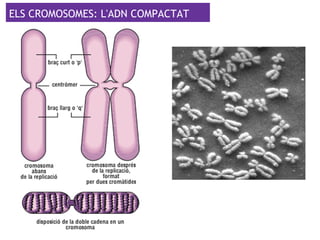 ELS CROMOSOMES: L'ADN COMPACTAT
 
