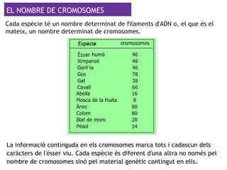 EL NOMBRE DE CROMOSOMES
Cada espècie té un nombre determinat de filaments d'ADN o, el que és el
mateix, un nombre determinat de cromosomes.
La informació continguda en els cromosomes marca tots i cadascun dels
caràcters de l'ésser viu. Cada espècie és diferent d'una altra no només pel
nombre de cromosomes sinó pel material genètic contingut en ells.
 