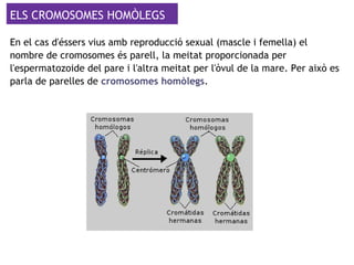 ELS CROMOSOMES HOMÒLEGS
En el cas d'éssers vius amb reproducció sexual (mascle i femella) el
nombre de cromosomes és parell, la meitat proporcionada per
l'espermatozoide del pare i l'altra meitat per l'òvul de la mare. Per això es
parla de parelles de cromosomes homòlegs.
 