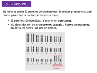 ELS CROMOSOMES
Els humans tenim 23 parelles de cromosomes, la meitat proporcionats pel
nostre pare i l'altra meitat per la nostra mare.
●
22 parelles són homòlegs i s'anomenen autosomes.
●
els altres dos són els cromosomes sexuals o heterocromosomes,
XX per a les dones i XY per als homes.
 