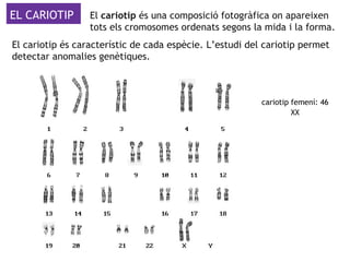 EL CARIOTIP
El cariotip és característic de cada espècie. L’estudi del cariotip permet
detectar anomalies genètiques.
El cariotip és una composició fotogràfica on apareixen
tots els cromosomes ordenats segons la mida i la forma.
cariotip femení: 46
XX
 