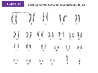 EL CARIOTIP Cariotip normal humà del sexe masculí: 46, XY
 
