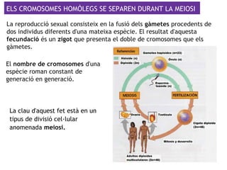 El nombre de cromosomes d'una
espècie roman constant de
generació en generació.
ELS CROMOSOMES HOMÒLEGS SE SEPAREN DURANT LA MEIOSI
La reproducció sexual consisteix en la fusió dels gàmetes procedents de
dos individus diferents d'una mateixa espècie. El resultat d'aquesta
fecundació és un zigot que presenta el doble de cromosomes que els
gàmetes.
La clau d'aquest fet està en un
tipus de divisió cel·lular
anomenada meiosi.
 