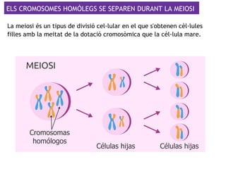 ELS CROMOSOMES HOMÒLEGS SE SEPAREN DURANT LA MEIOSI
La meiosi és un tipus de divisió cel·lular en el que s'obtenen cèl·lules
filles amb la meitat de la dotació cromosòmica que la cèl·lula mare.
 