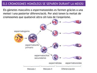 ELS CROMOSOMES HOMÒLEGS SE SEPAREN DURANT LA MEIOSI
Els gàmetes masculins o espermatozoides es formen gràcies a una
meiosi i una posterior diferenciació. Per això tenen la meitat de
cromosomes que qualsevol altra cèl·lula de l'organisme.
 