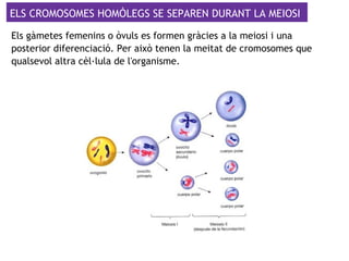 ELS CROMOSOMES HOMÒLEGS SE SEPAREN DURANT LA MEIOSI
Els gàmetes femenins o òvuls es formen gràcies a la meiosi i una
posterior diferenciació. Per això tenen la meitat de cromosomes que
qualsevol altra cèl·lula de l'organisme.
 