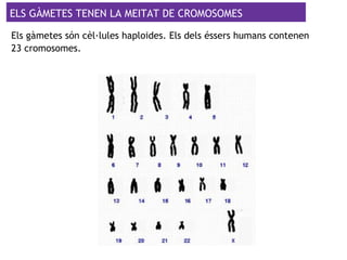 ELS GÀMETES TENEN LA MEITAT DE CROMOSOMES
Els gàmetes són cèl·lules haploides. Els dels éssers humans contenen
23 cromosomes.
 