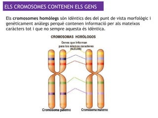 ELS CROMOSOMES CONTENEN ELS GENS
Els cromosomes homòlegs són idèntics des del punt de vista morfològic i
genèticament anàlegs perquè contenen informació per als mateixos
caràcters tot i que no sempre aquesta és idèntica.
 