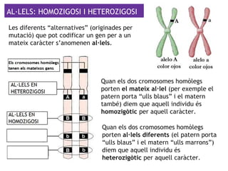 Les diferents “alternatives” (originades per
mutació) que pot codificar un gen per a un
mateix caràcter s’anomenen al·lels.
Quan els dos cromosomes homòlegs
porten el mateix al·lel (per exemple el
patern porta “ulls blaus” i el matern
també) diem que aquell individu és
homozigòtic per aquell caràcter.
Quan els dos cromosomes homòlegs
porten al·lels diferents (el patern porta
“ulls blaus” i el matern “ulls marrons”)
diem que aquell individu és
heterozigòtic per aquell caràcter.
AL·LELS: HOMOZIGOSI I HETEROZIGOSI
 