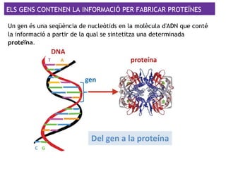 ELS GENS CONTENEN LA INFORMACIÓ PER FABRICAR PROTEÏNES
Un gen és una seqüència de nucleòtids en la molècula d'ADN que conté
la informació a partir de la qual se sintetitza una determinada
proteïna.
 