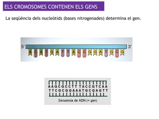 ELS CROMOSOMES CONTENEN ELS GENS
La seqüència dels nucleòtids (bases nitrogenades) determina el gen.
 