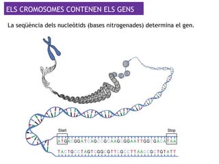 ELS CROMOSOMES CONTENEN ELS GENS
La seqüència dels nucleòtids (bases nitrogenades) determina el gen.
 