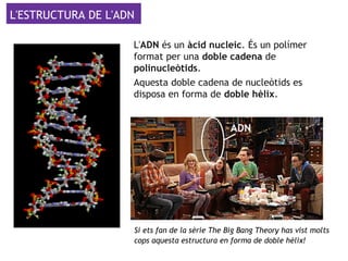 L'ESTRUCTURA DE L'ADN
L'ADN és un àcid nucleic. És un polímer
format per una doble cadena de
polinucleòtids.
Aquesta doble cadena de nucleòtids es
disposa en forma de doble hèlix.
Si ets fan de la sèrie The Big Bang Theory has vist molts
cops aquesta estructura en forma de doble hèlix!
 