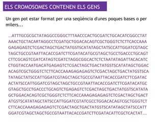 ELS CROMOSOMES CONTENEN ELS GENS
Un gen pot estar format per una seqüència d'unes poques bases o per
milers...
...ATTTGCGCGCTATAGGCCGGGCTTTAACCCACTGCGATCTGCACATCGGCCTAT
AAACTGCTACARTAGGCCTCGATGCTGGACACAGTCGCTGGGTCTCTTCACCAAA
GAGAGAGTCTCGACTAGCTGACTATGTTTCATATAGCTATSCCATTGGATCGTAGC
TAGCTGCCGTAATTACACCGATCTTCGATACATGCGTAGCTGCCTGACCCTGCAGT
CTTCGCAGTCGATCATAGTCGATCTAGGCGGCACTCTCTAATATAGATTACACATC
CTGGTACCAATGACATGAGAGTCTCGACTAGCTGACTATGSTCATATAGCTGGACA
CAGTCGCTGGGTCTCTTCACCAAAGAGAGAGTCTCGACTAGCTGACTATGATTTCA
TATAGCTATACCATTGGATCGTAGCTAGCTGCCGTAATTACACCGATCTTCGATAC
ACTATCCCATTGGATCGTAGCTAGCTGCCGTAATTACACCGATCTTCGATACATGC
GTAGCTGCCTGACCCTGCAGTCTGAGAGTCTCGACTAGCTGACTATGTTTCATATA
GCTGGACACAGTCGCTGGGTCTCTTCACCAAAGAGAGAGTCTCGACTAGCTGACT
ATGGTACATATAGCTATCCCATTGGATCGTATCGCCTGGACACAGTCGCTGGGTCT
CTTCACCAAAGAGAGAGTCTCGACTAGCTGACTATGCTCCATATAGCTATACCATT
GGATCGTAGCTAGCTGCCGTAATTACACCGATCTTCGATACATTCGCTCACTAT....
 