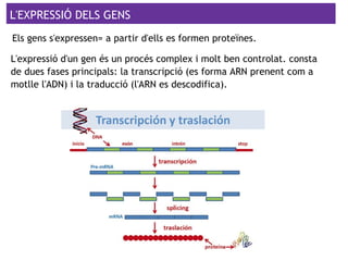L'EXPRESSIÓ DELS GENS
L'expressió d'un gen és un procés complex i molt ben controlat. consta
de dues fases principals: la transcripció (es forma ARN prenent com a
motlle l'ADN) i la traducció (l'ARN es descodifica).
Els gens s'expressen= a partir d'ells es formen proteïnes.
 