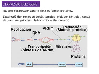 L'EXPRESSIÓ DELS GENS
L'expressió d'un gen és un procés complex i molt ben controlat. consta
de dues fases principals: la transcripció i la traducció.
Els gens s'expressen= a partir d'ells es formen proteïnes.
 