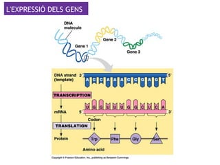 L'EXPRESSIÓ DELS GENS
A partir d'una combinació
de bases nitrogenades que
marca l'inici, cada 3 bases
constitueixen un codó que
codifica per a un aminoàcid
concret.
 