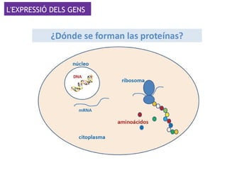 L'EXPRESSIÓ DELS GENS
 