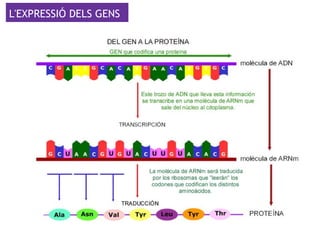 L'EXPRESSIÓ DELS GENS
 