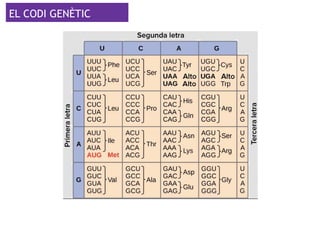 EL CODI GENÈTIC
El codi genètic és universal (comú a tots els éssers vius). El codi defineix
la relació entre cada seqüència de tres nucleòtids, anomenada codó, i
cada aminoàcid.
 