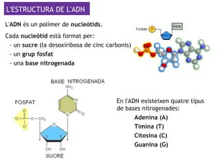 L'ESTRUCTURA DE L'ADN
L'ADN és un polímer de nucleòtids.
Cada nucleòtid està format per:
- un sucre (la desoxiribosa de cinc carbonis)
- un grup fosfat
- una base nitrogenada
En l'ADN existeixen quatre tipus
de bases nitrogenades:
Adenina (A)
Timina (T)
Citosina (C)
Guanina (G)
 