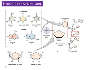 ÀCIDS NUCLEICS: ADN I ARN
 