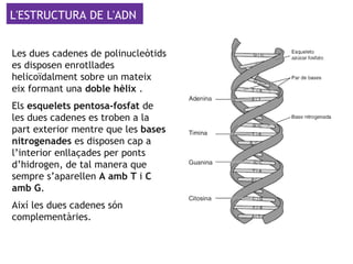 L'ESTRUCTURA DE L'ADN
Les dues cadenes de polinucleòtids
es disposen enrotllades
helicoïdalment sobre un mateix
eix formant una doble hèlix .
Els esquelets pentosa-fosfat de
les dues cadenes es troben a la
part exterior mentre que les bases
nitrogenades es disposen cap a
l’interior enllaçades per ponts
d’hidrogen, de tal manera que
sempre s’aparellen A amb T i C
amb G.
Així les dues cadenes són
complementàries.
 