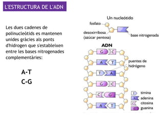 L'ESTRUCTURA DE L'ADN
Les dues cadenes de
polinucleòtids es mantenen
unides gràcies als ponts
d'hidrogen que s'estableixen
entre les bases nitrogenades
complementàries:
A-T
C-G
 