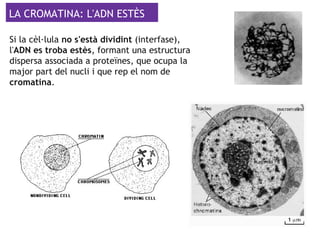 LA CROMATINA: L'ADN ESTÈS
Si la cèl·lula no s'està dividint (interfase),
l'ADN es troba estès, formant una estructura
dispersa associada a proteïnes, que ocupa la
major part del nucli i que rep el nom de
cromatina.
 
