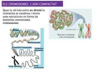 ELS CROMOSOMES: L'ADN COMPACTAT
Quan la cèl·lula entra en divisió la
cromatina se condensa i forma
unes estructures en forma de
bastonets anomenades
cromosomes.
 