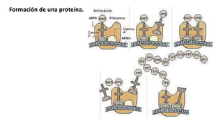 Formación de una proteína.
 